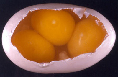 How many eggs can a chicken lay per day?