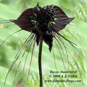 Do black flowers exist?