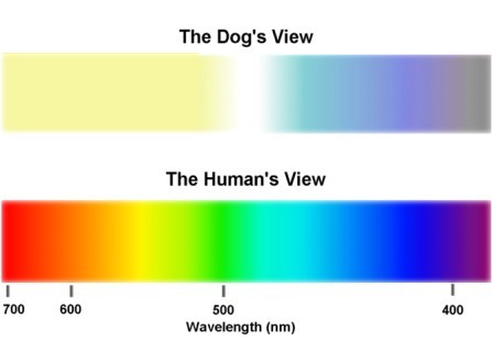 Why are dogs colorblind? Why are dogs colorblind?