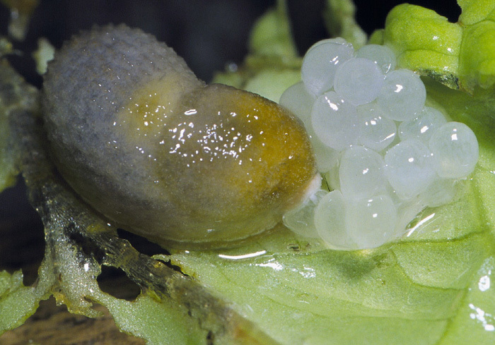 Hoe wordt een slak geboren? - Ik heb een vraag (2025)