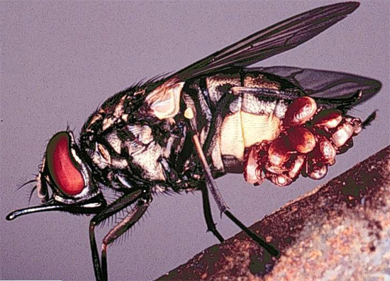 There was a fly on our window which – at least it looked like – had fleas.  Could that or what else could it have been?  Does the fly suffer from parasites?