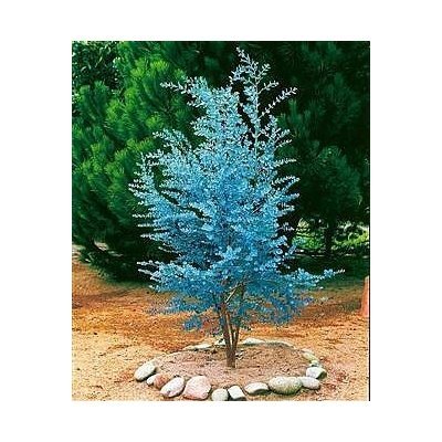 Why doesn’t a tree have blue leaves?