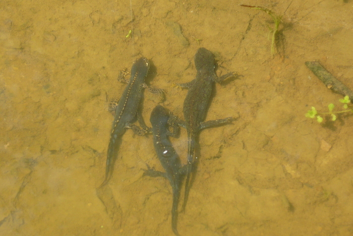 Who knows what kind of salamander this is? Who knows what kind of salamander this is?