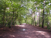 Where does the name Brussels forests come from in Brasschaat?