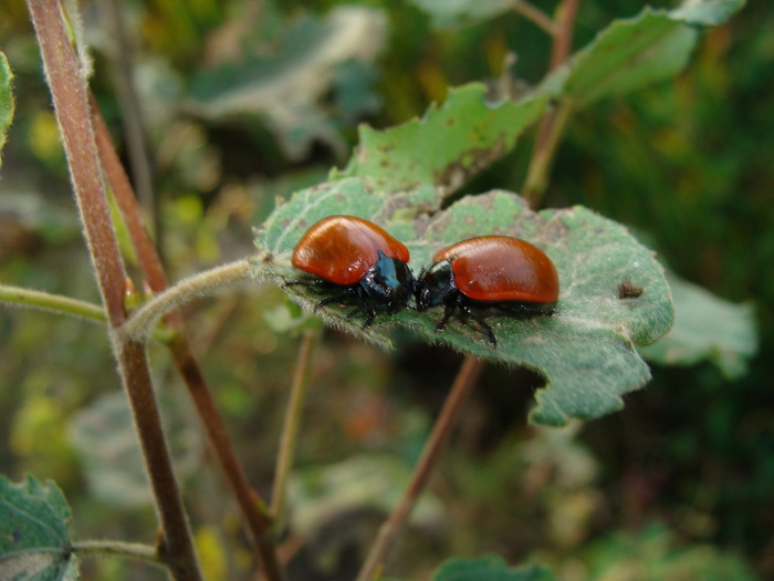Which beetle is this?
