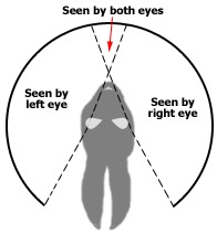 Do rabbits look ahead or to the side? Do rabbits look ahead or to the side?