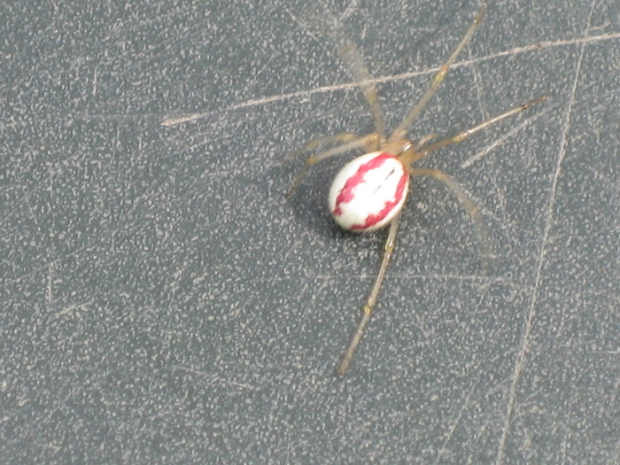 Enkele maanden geleden vond ik een kleine witte spin in de tuin. Ik