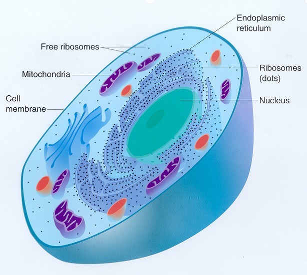 If a hen’s egg is the hen’s “menstruation,” then what exactly is the ovum?