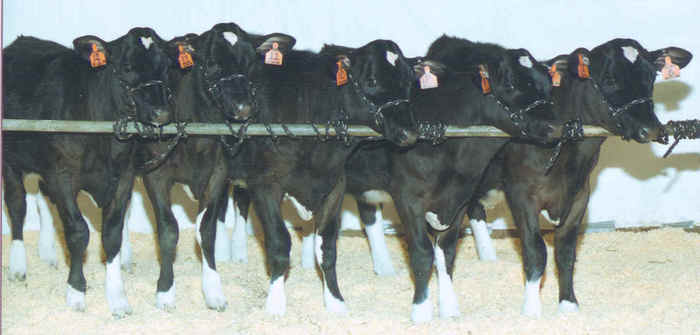 Why are the clones of a domestic cat not identical copies of the original.