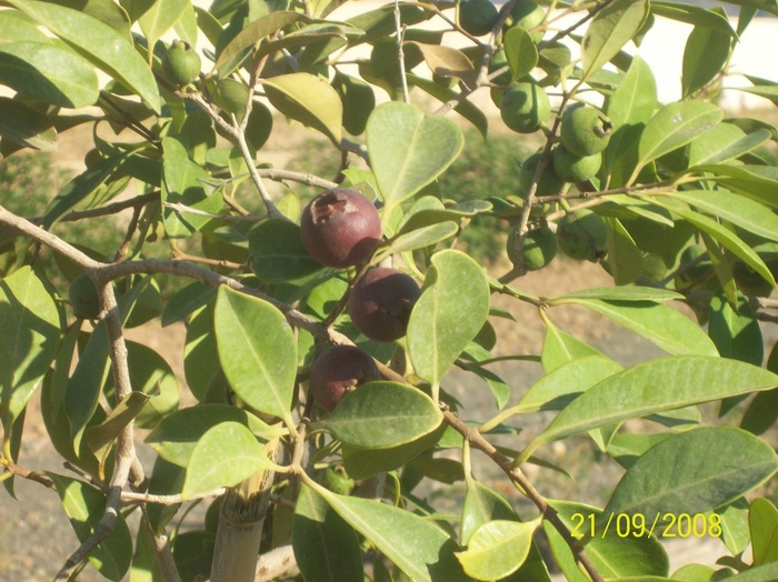 What is the name of this fruit tree from Morocco and are these fruits edible? What is the name of this fruit tree from Morocco and are these fruits edible?