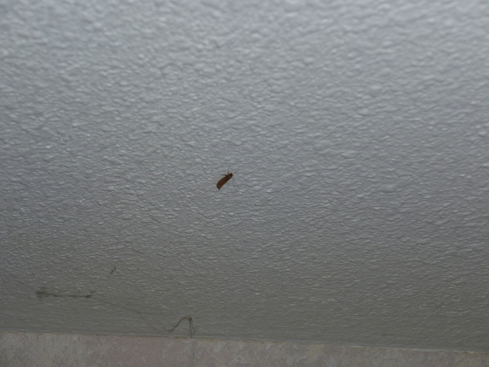 Kleine Beestjes In Huis Op De Muur. Kleine Beestjes In Huis Op De ... Kleine Beestjes In Huis Op De Muur. Kleine Beestjes In Huis Op De ...