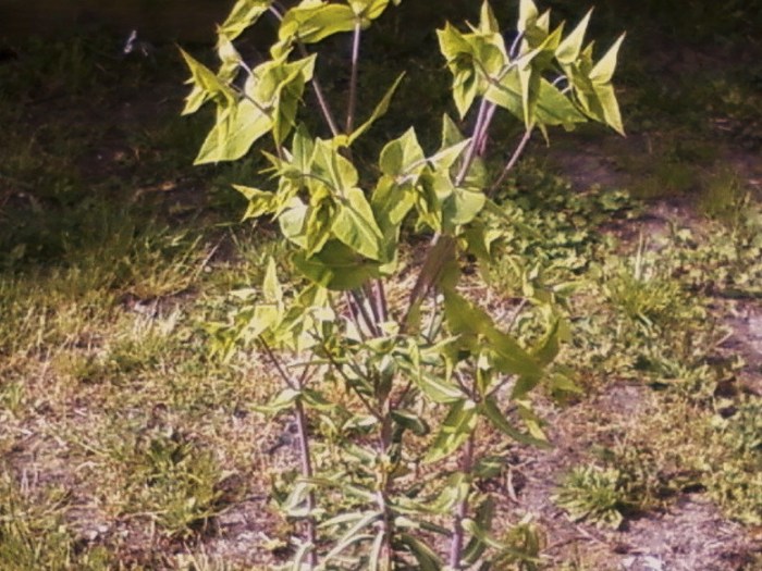 Of which plant, which is hardy, is this a photo?