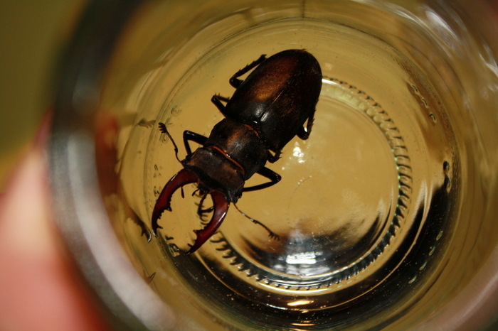 Welke soort 'kever' (insect) is dit? - Ik heb een vraag (2024)