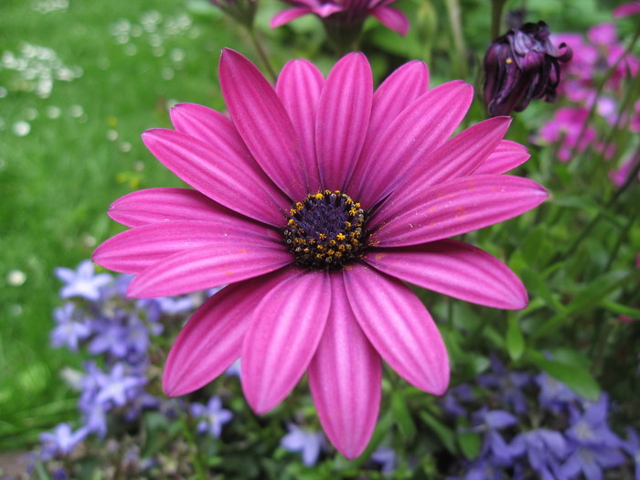Pannenkoeken Welke Bloem Bloemen Pannenkoeken Welke Bloem Bloemen