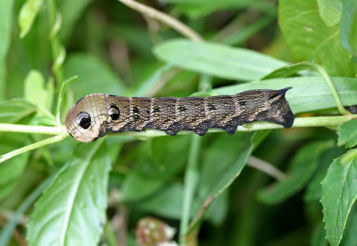 Vorige week op Kamp zagen we dit 'insect?' onder onze hut vliegen