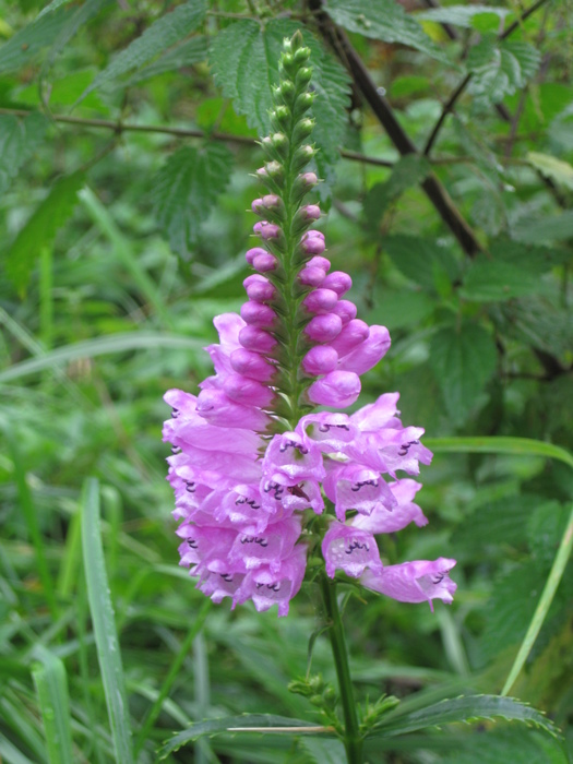 Which plant is this? Which plant is this?