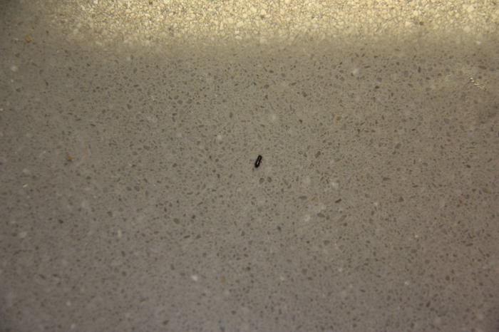 Welke kevertjes zijn dit? ik heb een vraag (2015)
