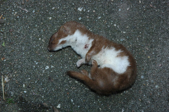 Wat voor dier is dit? - Ik heb een vraag (2020)