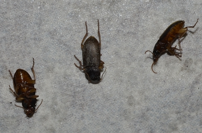 Which beetle is this? Which beetle is this?