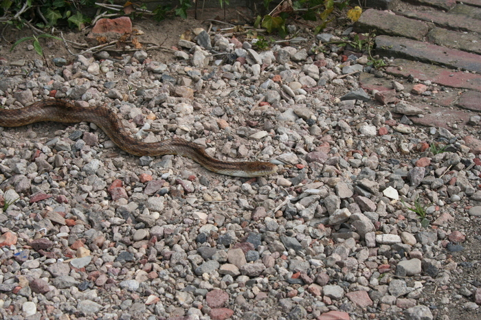 I saw this snake today in (Zevenaar) Gelderland.  What snake is this?