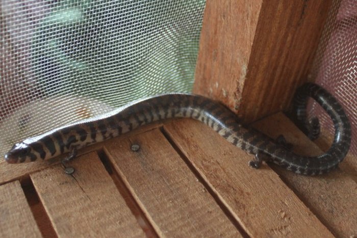 Wat voor een dier is dit? - Ik heb een vraag (2025)