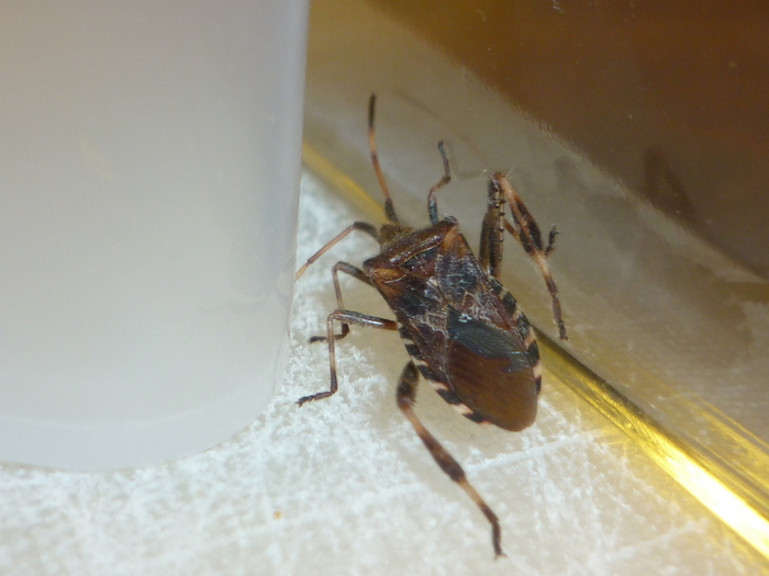 Which beetle is this?