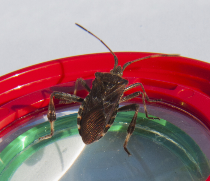 Welke wants/kakkerlak/kever is dit en moeten