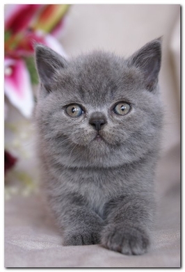 How can I potty train my cats? How can I potty train my cats?