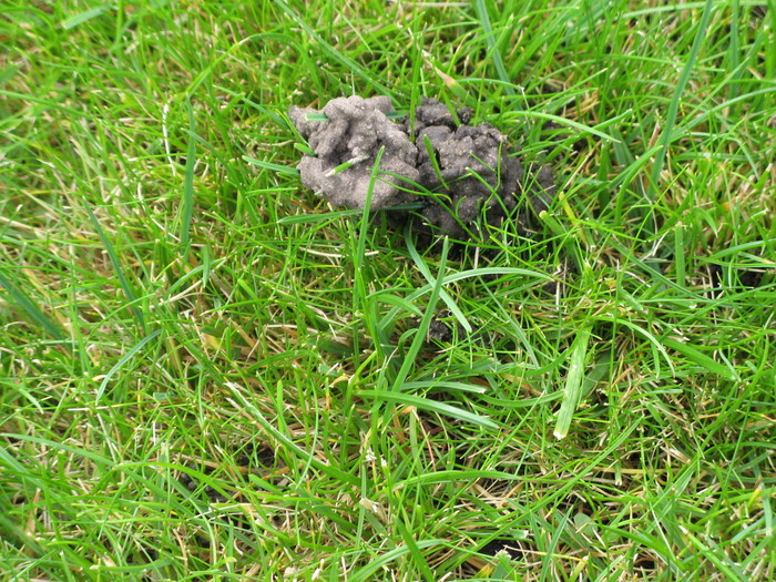 We vinden steeds grijze hoopjes en dorre plekken in ons gras. Waar komen ze vandaan? Ik heb