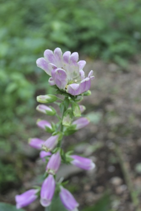 Which plant is this? Which plant is this?