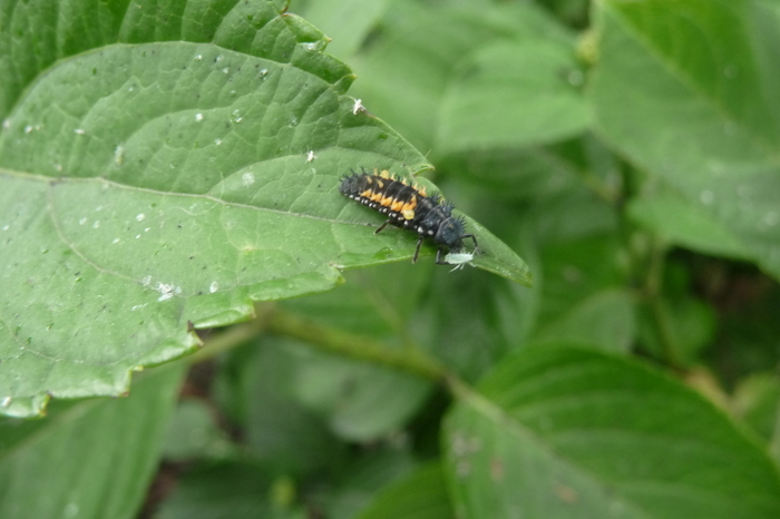 Which beetle is this? Which beetle is this?