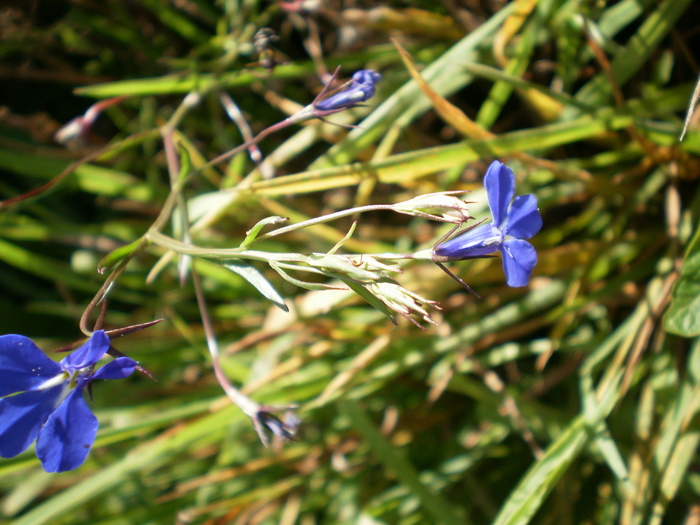 welke bloem lijkt op de sierui welke bloem is dit ik heb een vraag 2019 welke bloem lijkt op de sierui welke bloem is dit ik heb een vraag 2019