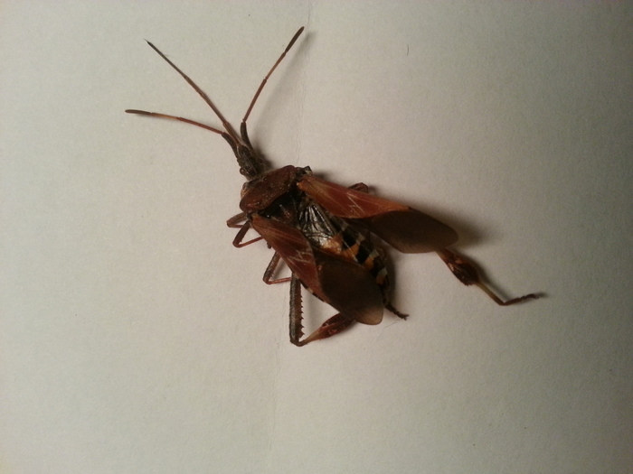 Which animal is this? Which animal is this?