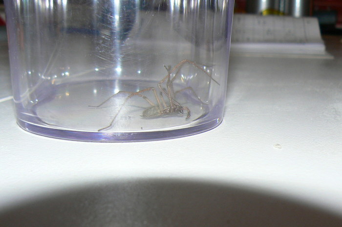 What spider is this in my house? What spider is this in my house?