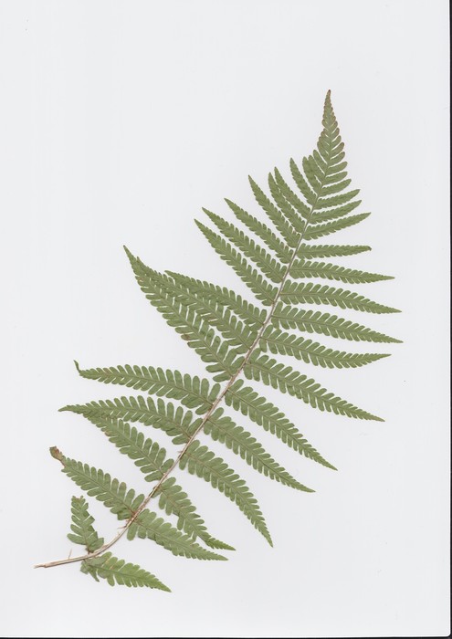 What fern is this? (see picture) What fern is this? (see picture)