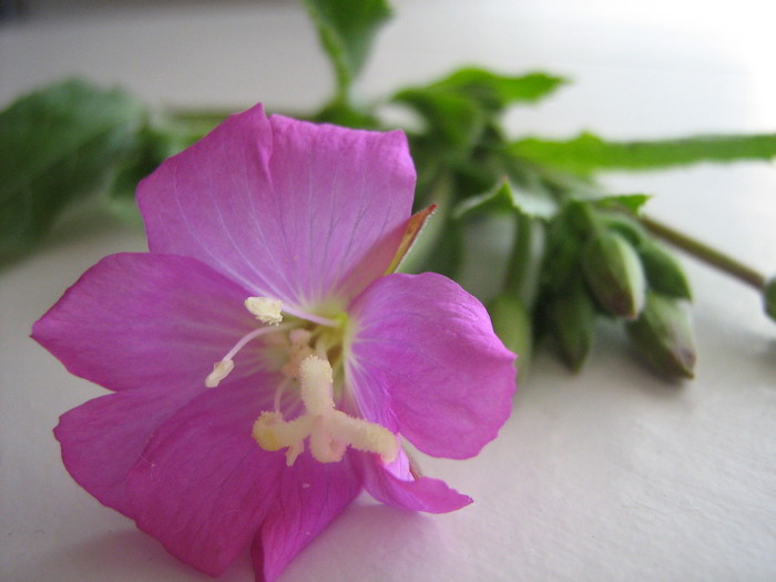 welke bloem lijkt op de sierui welke bloem is dit ik heb een vraag 2019 welke bloem lijkt op de sierui welke bloem is dit ik heb een vraag 2019