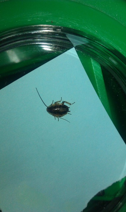 Is this a cockroach? Is this a cockroach?