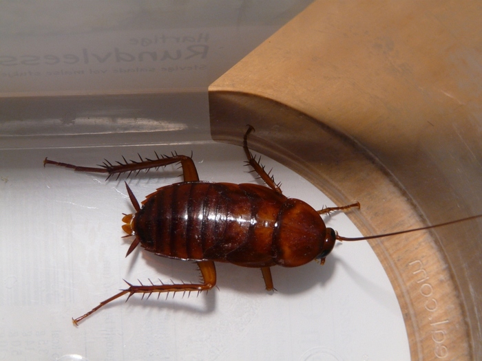 Is this a cockroach and if so which one/if not what is it?