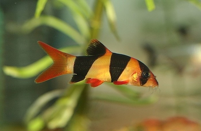 Hoe zie je het verschil tussen en vrouwtje bij