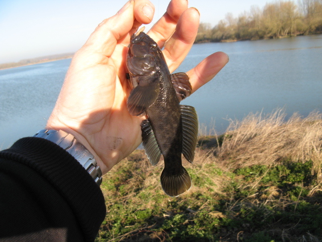 Does anyone know this fish? Does anyone know this fish?