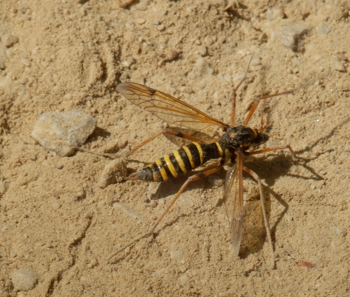 What insect is this?