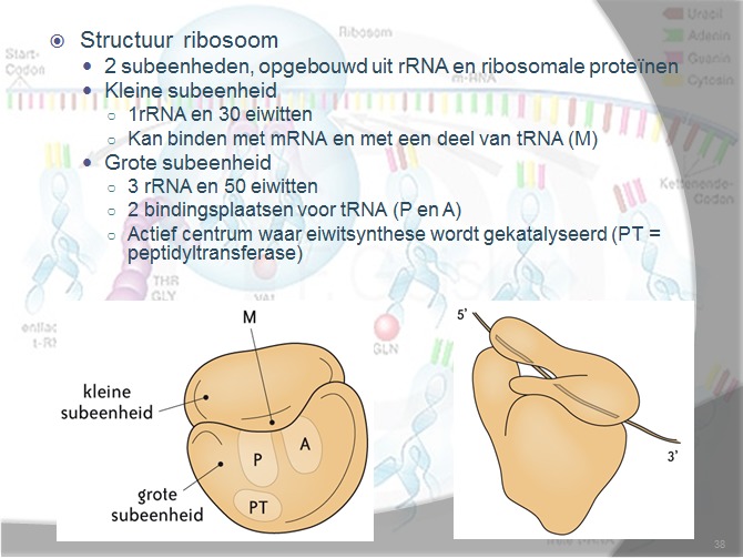 Wat is de structuur van een ribosoom? Ik heb een vraag (2024)