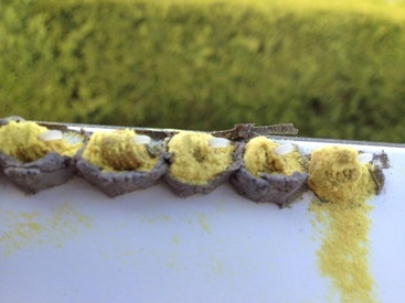 Van welk dier zijn deze larven? - Ik heb een vraag (2019)