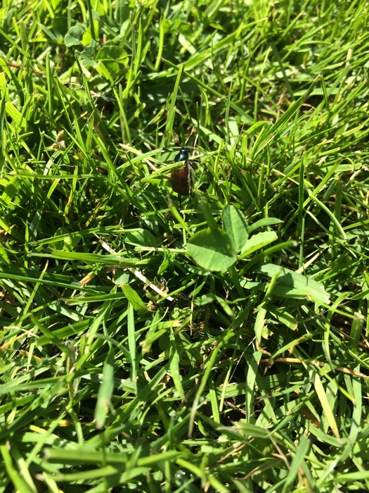 Which beetle is infesting our garden?