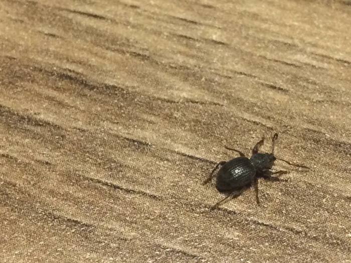 Welke kever is dit (en wat kan ik er tegen doen)? - Ik heb een vraag (2025)