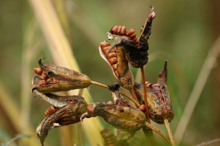 Which plant is this?