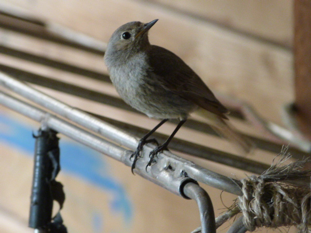 What bird breeds in our barn?