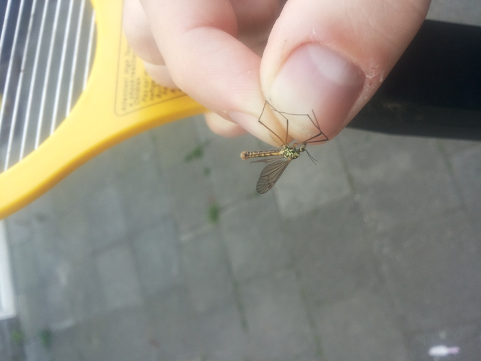 Welk insect is dit? Ik heb een vraag (2021)