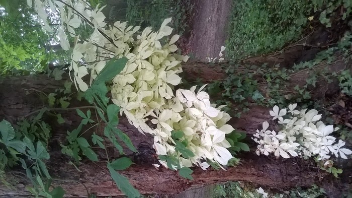 Why do the leaves of this chestnut turn white? Why do the leaves of this chestnut turn white?