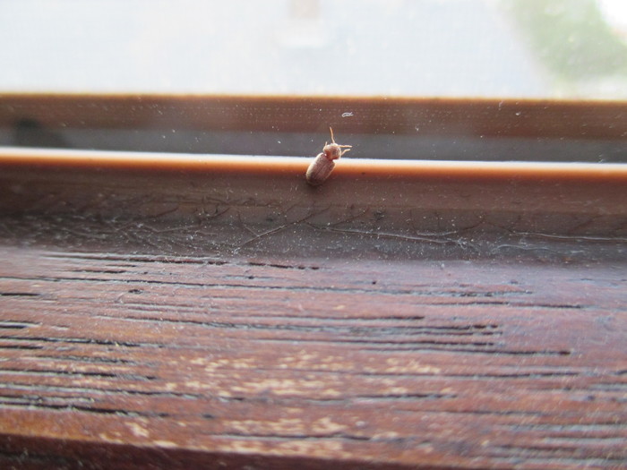 Which beetles are these and how can I fight them? Which beetles are these and how can I fight them?